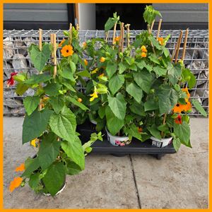 Bild von Kp13 Thunbergia piramide Duocolor
